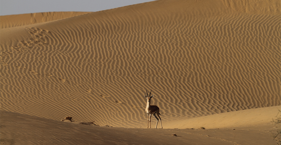 Jaisalmer place 10